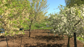 Sustainably Speaking: NEW Leaf Foods expands two local orchards