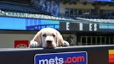 Help name the Mets’ new service dog, a Golden and Labrador Retriever mix