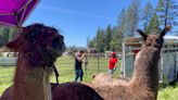 Nevada County Sheriff volunteers train for animal evacuations