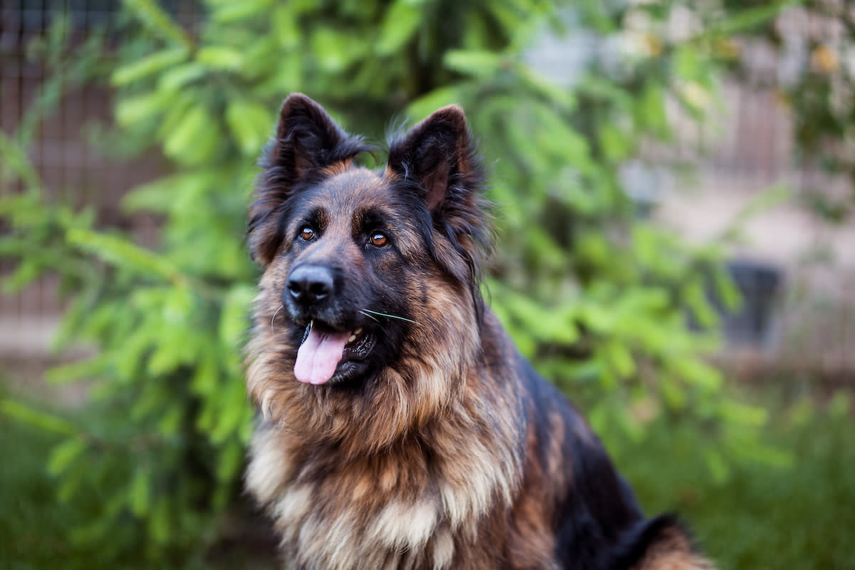 Proud Mom Shares Glimpses of Her German Shepherd Sweetly Bonding With Her Baby