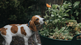 Pet-Friendly Weed Killer Options For Total Pet Safety and Owner Peace of Mind