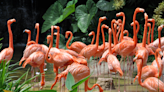 Zoo Miami Shares Funny Joke About Flamingo Mating Rituals