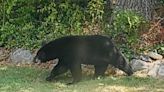 Black bear spotted in Haverhill neighborhood
