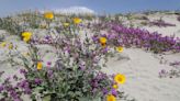 Hastings: The blooming desert