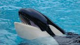 Lolita the killer whale to be freed from Florida aquarium after 30-year fight by animal advocates