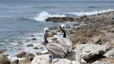 Injured pelican released back to wild in San Pedro