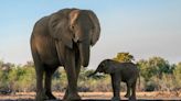 Spanish tourist killed by elephant 'defending its young' after man left vehicle to take photos