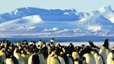 Il est possible de postuler à un emploi de compteur de manchots en Antarctique