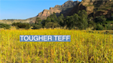 African teff in the spotlight as researchers modify crops to fight hunger