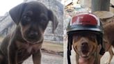 Yucatán: Fallece 'Duke' uno de los perros guardianes de Chichén Itzá