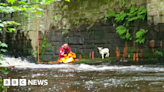 'Stricken' lamb stuck above deep water in Edale rescued