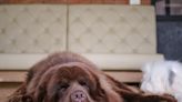 Dog Mom Catches Newfoundland ‘Counter Surfing’ Like It’s NBD