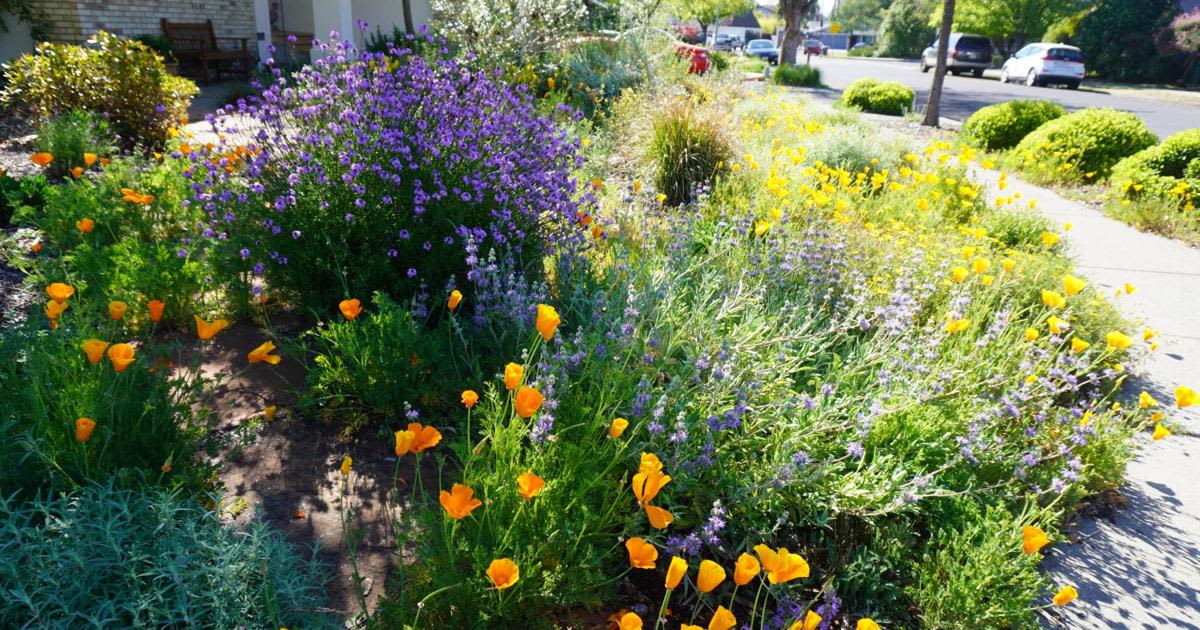 Napa County Master Gardeners: What is a climate-friendly garden tour?