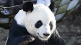 Le Le the Giant Panda dies at 24. What we know about Le Le and the species