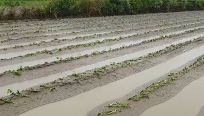 雨後成災…後龍瓜田泡湯 泰安落石砸車