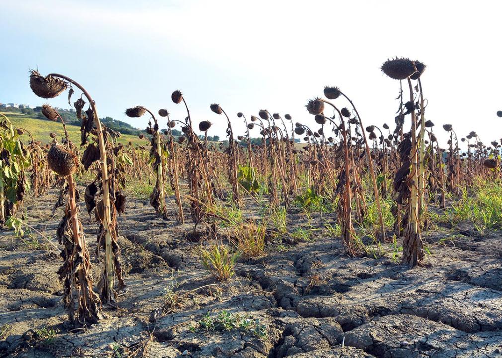 Extreme heat drives up food prices. Just how bad will it get?