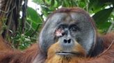 Scientists Shocked After Orangutan Heals Injury with Medicinal Plant — a First-Documented Incident for Wild Animals