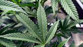 DEA proposing to reclassify marijuana as a less dangerous drug