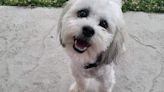 Blind and deaf dog Teddy got lost in a neighbor’s yard. Police called to help him shot him dead