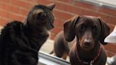 Watch senior cat pull ultimate "power move" on mischievous dachshund