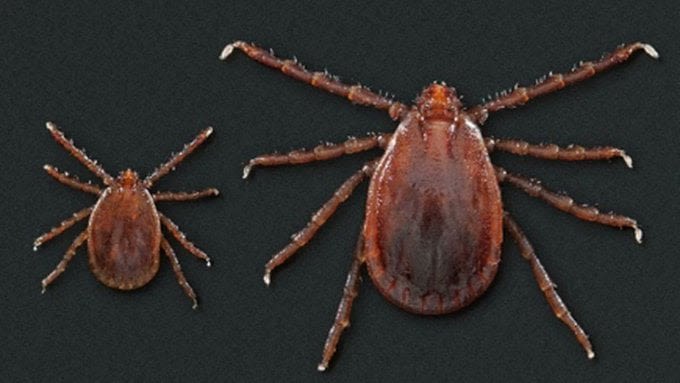 Asian longhorned tick found in Illinois for the first time