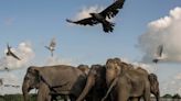 Powerful shot of elephants eating garbage up for Earth Photo contest