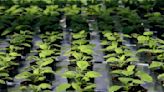 Exposing plants to an unusual chemical early on may bolster their growth and help feed the world