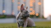 French Bulldog Celebrating His First Birthday With His One Little Friend Is Melting Hearts