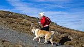 Dog Rescued After Climbing England’s Highest Mountain