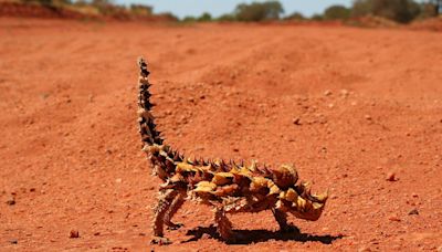 Se parecen a los dragones de Juego de Tronos, pero la mayoría son inofensivos. Estos reptiles son únicos