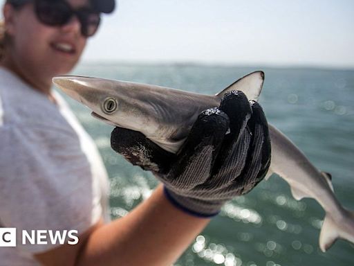 Sharks off Brazil coast test positive for cocaine