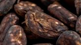 Cocoa Price Swings Show How Liquidity Crunch Fuels Wild Trading