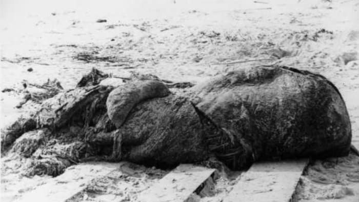 This ‘Florida Monster’ washed ashore over 100 years ago. What was it?