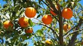Florida’s citrus growers feeling the squeeze after latest forecast