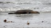 Outbreak of neurotoxin killing unprecedented number of sea lions along California coast