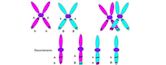 Chromosomal crossover