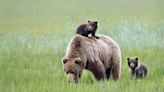 Mama Bear’s Reaction to Her Cub Climbing All Over Her Is So Relatable