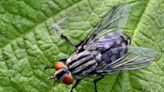 How to get rid of house flies and keep them away during the hot weather