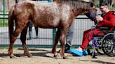 Therapy horses help neurology patients regain confidence, motor skills