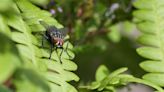 Voici LA plante à avoir au jardin pour éloigner les mouches (et ce n’est pas la citronnelle)