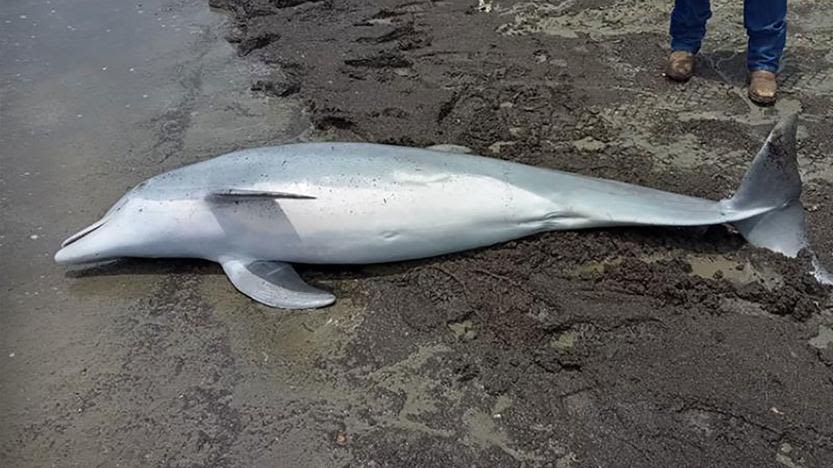 Officials offer $20,000 reward in case of young dolphin found shot to death on Louisiana beach