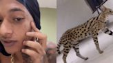 Oruam é atacado por gato de R$ 100 mil que é híbrido de felino selvagem
