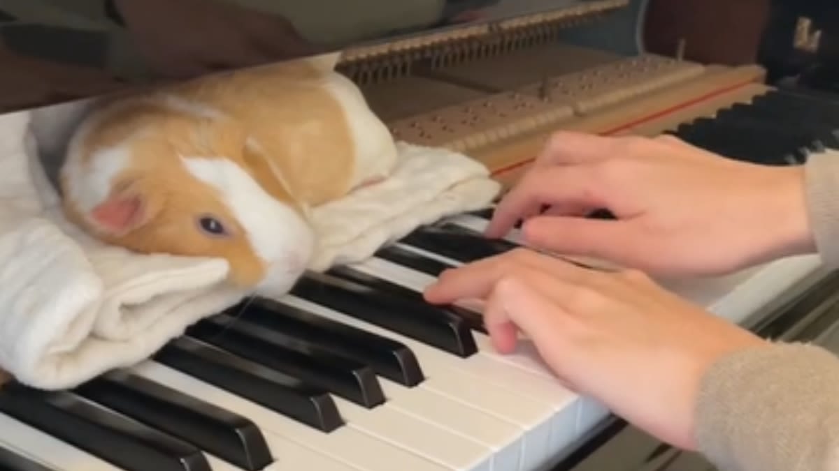 Guinea Pig Gets Front Row Seat To "Clair De Lune" & Her Reaction Is Beyond Precious