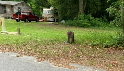 A pet primate remains on the loose in South Carolina