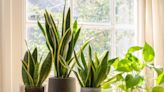 Estas son las plantas que NO debes tener en casa según tu signo del horóscopo