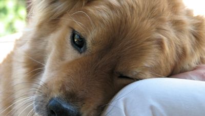 Lyme disease in dogs: What dog owners should know