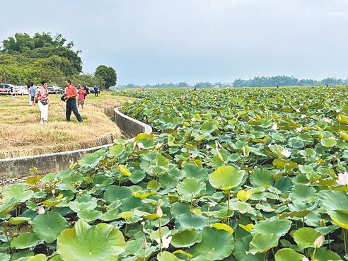 白河蓮花季開幕 民眾賞蓮啖美食