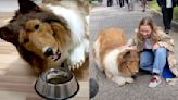 Japanese man who spent $16K to become a ‘dog’ now wants to transform into another animal