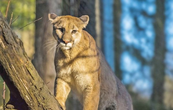 Mountain lion spotted Wednesday night in South San Jose