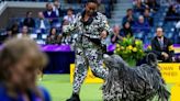 IN PHOTOS | Backstage and in the ring: At the Westminster dog show | CBC News
